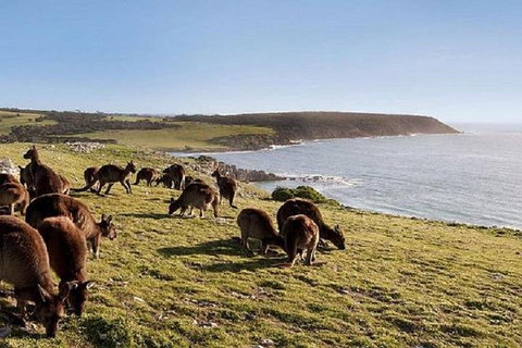 Kangaroo Island Personal Group Tours - Accommodation in Brisbane 0