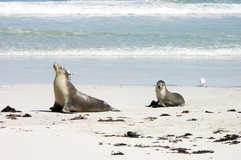 Kangaroo Island Personal Group Tours - Accommodation in Brisbane 3