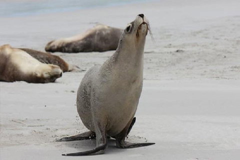 Kangaroo Island Personal Group Tours - Accommodation in Brisbane 4