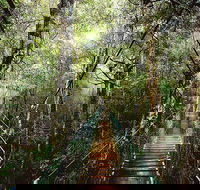 O'Reilly's  Lamington National Park from Gold Coast - Accommodation in Brisbane