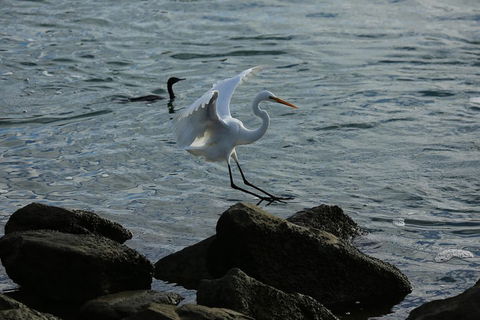 Kayak Tour In Adelaide Dolphin Sanctuary - Accommodation in Brisbane 1