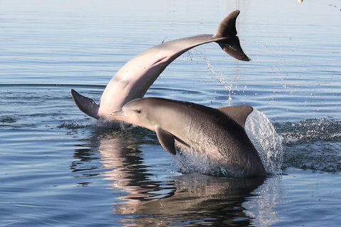 Kayak Tour In Adelaide Dolphin Sanctuary - Accommodation in Brisbane 5