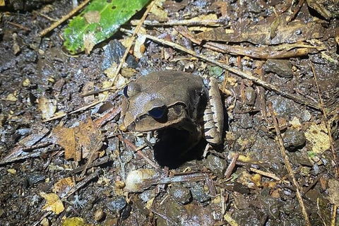 Evening Rainforest & Glow Worm Experience - Accommodation in Brisbane 1