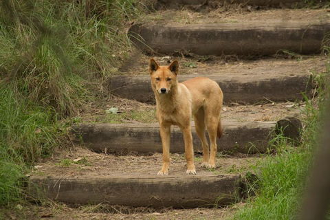 Blue Mountains Small-Group Insider Tour From Sydney - Accommodation in Brisbane 3