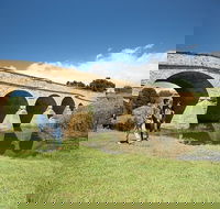 Bonorong Wildlife Park and Richmond Afternoon Tour from Hobart - Accommodation in Brisbane