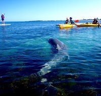 Penguin and Seal Islands Sea Kayaking Experience - Accommodation in Brisbane