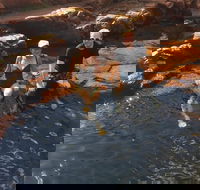 One Day Litchfield Park Adventures - Accommodation in Brisbane