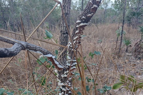 One Day Litchfield Park Adventures - Accommodation in Brisbane 3