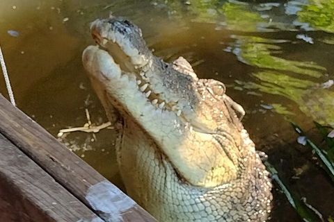Litchfield Park Adventures And Jumping Crocodile Cruise + Butterfly Farm - Accommodation in Brisbane 5
