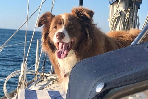 Mornington Peninsula Sightseeing Tour For 2-6 Guests. - Accommodation in Brisbane 2