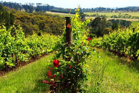 Mornington Peninsula Sightseeing Tour For 2-6 Guests. - Accommodation in Brisbane 3