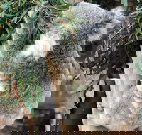 Private Blue Mountains and Wildlife Park Tour from Sydney with Barbecue Lunch - Accommodation in Brisbane