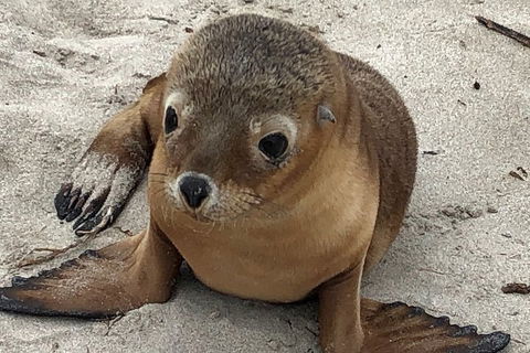 Kangaroo Island Scenic Trail Tour - Accommodation in Brisbane 0