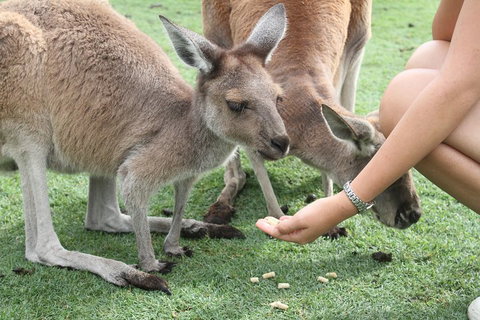 Pinnacles Desert, Koalas And Sandboarding 4WD Day Tour From Perth - Accommodation in Brisbane 1