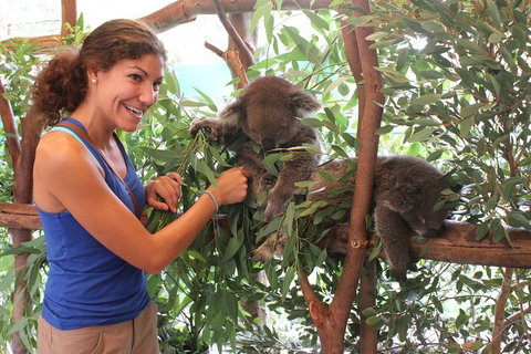 Pinnacles Desert, Koalas And Sandboarding 4WD Day Tour From Perth - Accommodation in Brisbane 5