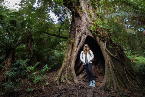 Great Ocean Road Small-Group Ecotour From Melbourne - Accommodation in Brisbane 4