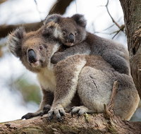 Great Ocean Road Sunset Tour from Melbourne - Accommodation in Brisbane