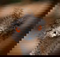 Currumbin Wildlife Sanctuary General Entry Ticket - Accommodation in Brisbane