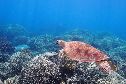 Calypso Outer Great Barrier Reef Cruise From Port Douglas - Accommodation in Brisbane 2