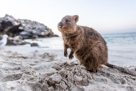 Rottnest Island All-Inclusive Grand Island Tour From Fremantle - Accommodation in Brisbane 2