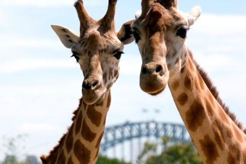 Sydney Harbour Ferry With Taronga Zoo Entry Ticket - Accommodation in Brisbane 1