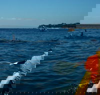 Mornington Peninsula Kayak Coastline Tour of Dolphin Sanctuary - Accommodation in Brisbane