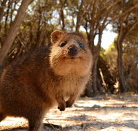 Wave Rock  Rottnest Island - Air  Ground Tour - Accommodation in Brisbane