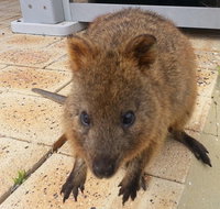 Wave Rock Pinnacles and Rottnest One Day Aeroplane Tour - Accommodation in Brisbane