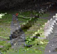 Full-Day Guided Bruny Island Tour from Hobart - Accommodation in Brisbane