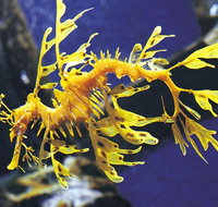 SEA LIFE Melbourne Aquarium Admission Ticket - Accommodation in Brisbane