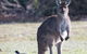 Kangaroo Island Luxury Small Group 'Island Life' Full Day Tour - thumb 2