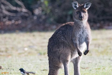 Kangaroo Island Luxury Small Group 'Island Life' Full Day Tour - Accommodation in Brisbane 2