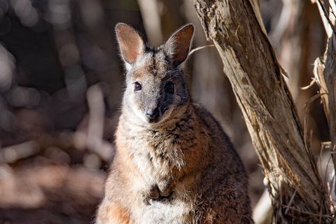 Kangaroo Island Luxury Small Group 'Island Life' Full Day Tour - Accommodation in Brisbane 3