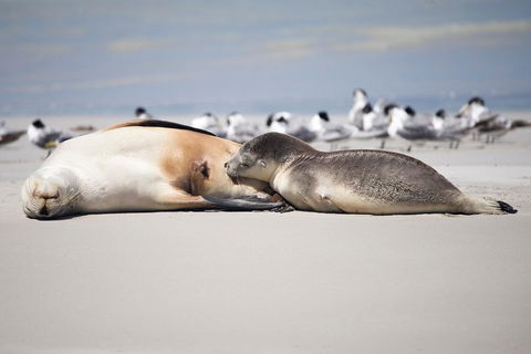 Kangaroo Island Luxury Small Group 'Island Life' Full Day Tour - Accommodation in Brisbane 5