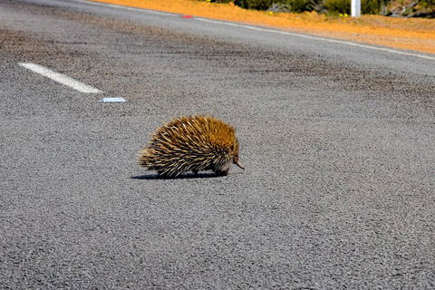 Kangaroo Island Luxury Small Group 'Flinders Chase Focus' Full Day Tour - Accommodation in Brisbane 3