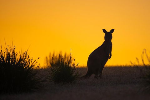 Kangaroo Island Luxury Small Group 'Flinders Chase Focus' Full Day Tour - Accommodation in Brisbane 5