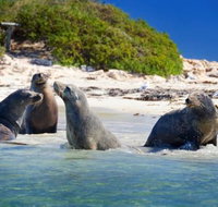 Dolphin Penguin and Sea Lion Cruise - Accommodation in Brisbane