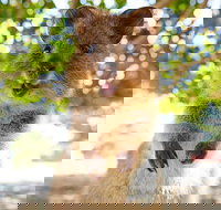 Discover Rottnest with Ferry  Bus Tour from Perth or Fremantle - Accommodation in Brisbane