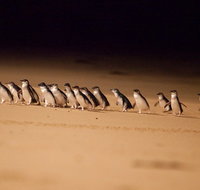 Phillip Island Penguin Parade Express Tour from Melbourne - Accommodation in Brisbane