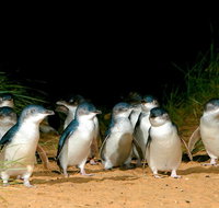 Puffing Billy Moonlit Sanctuary  Penguins Day Tour - Accommodation in Brisbane