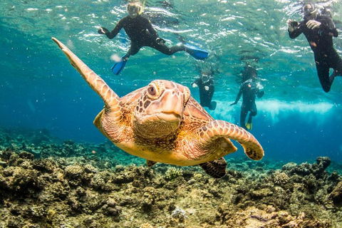 Great Barrier Reef Diving And Snorkeling Cruise From Cairns - Accommodation in Brisbane 3