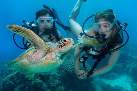 Great Barrier Reef Diving And Snorkeling Cruise From Cairns - Accommodation in Brisbane 4