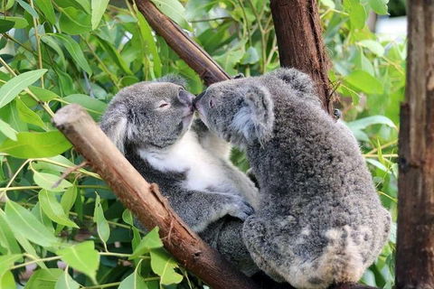 Classic Kuranda By Skyrail And Scenic Railway Including Rainforestation, Koala And Wildlife Park And Pamagirri Aboriginal Experi - Accommodation in Brisbane 3