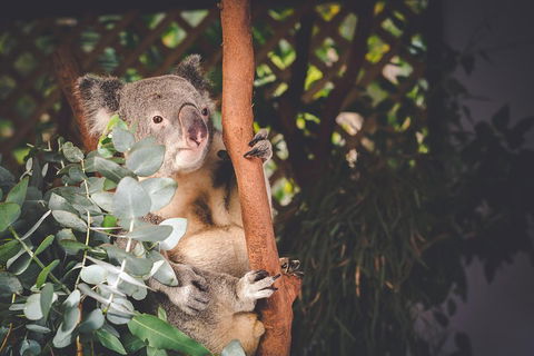 Small-Group Blue Mountains Day Trip From Sydney With Wildlife Park - Accommodation in Brisbane 2