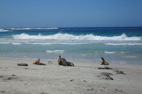 Kangaroo Island In A Day Tour From Adelaide - Accommodation in Brisbane 1