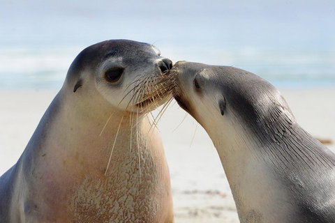 2 Day Ultimate Kangaroo Island With Return Ferry - Accommodation in Brisbane 2