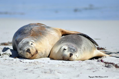 NEW TOUR - Kangaroo Island Road To Recovery Tour (1 Day/1 Night) - Accommodation in Brisbane 1