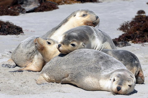 Small-Group Kangaroo Island 4WD Tour From Adelaide - Accommodation in Brisbane 1