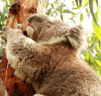 Small-Group Phillip Island Day Trip from Melbourne - Accommodation in Brisbane