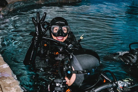 Cairns Aquarium Dive With The Sharks - Accommodation in Brisbane 0